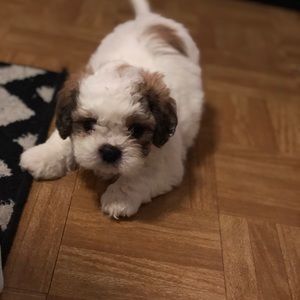 Meet your Posher, Mayra